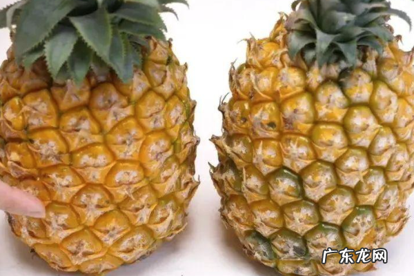 什么样的菠萝才新鲜,菠萝怎么挑选才好吃