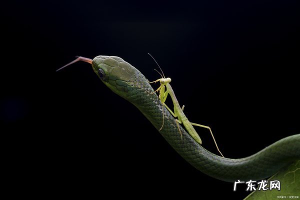 冬天睡觉的动物有什么,冬天有哪些动物躲在洞里睡觉