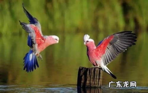 羽毛代表什么象征意义,阿甘正传中羽毛的象征意义