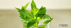 新鲜薄荷叶怎么储存 鲜薄荷叶怎么保存