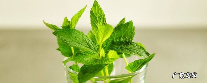 新鲜薄荷叶怎么储存 鲜薄荷叶怎么保存