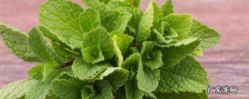 薄荷叶怎么晒干 薄荷叶怎么晒干才是青绿色