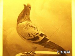 鸽子会游泳吗,鸽子会游泳