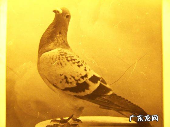 鸽子会游泳吗,鸽子会游泳