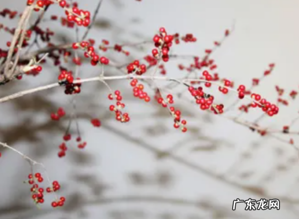 立冬是农历几月几日,立冬是哪天