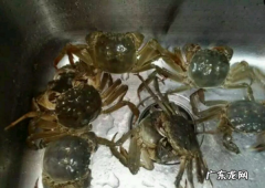 酱蟹怎么腌制方法,蟹酱的腌制制作方法