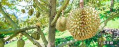 拨开之后发现榴莲不太熟怎么办呢 拨开之后发现榴莲不太熟怎么办
