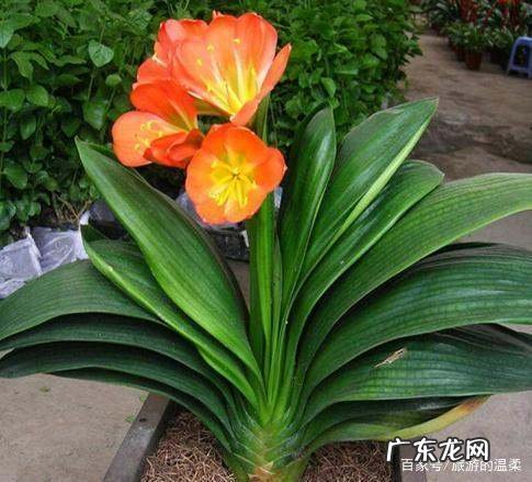 君子兰无根怎么处理,无根君子兰水培生根最有效的方法