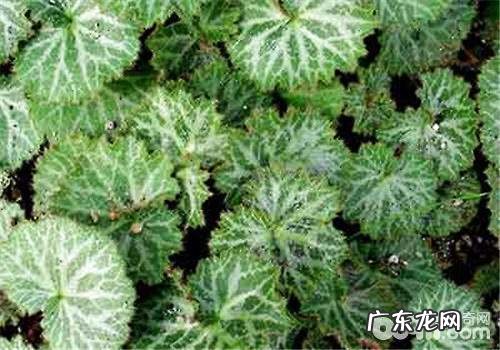 虎耳草的养殖方法和注意事项,虎耳草的养殖方法和注意事项