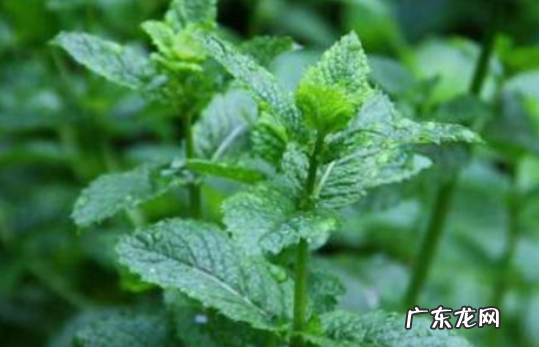 胡椒薄荷怎么养,薄荷植物招虫子
