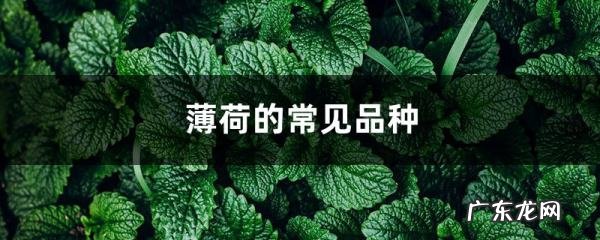 胡椒薄荷怎么养,薄荷植物招虫子