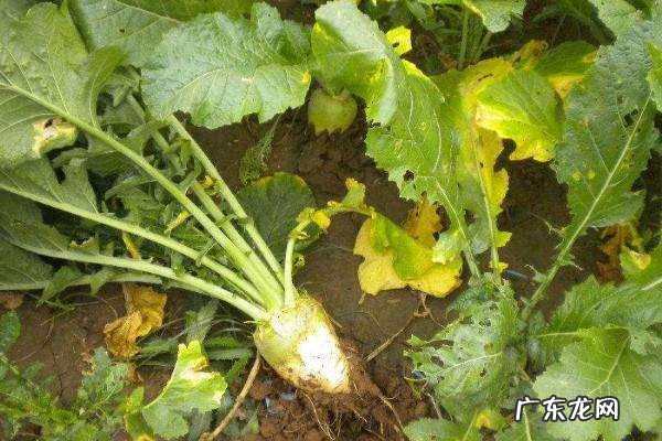芥菜是一种野生的什么菜,芥菜是什么菜的叶子