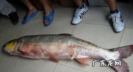 湘江里面有什么鱼,湘江边钓鱼多长钓竿最合适