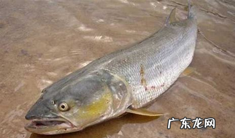 湘江里面有什么鱼,湘江边钓鱼多长钓竿最合适