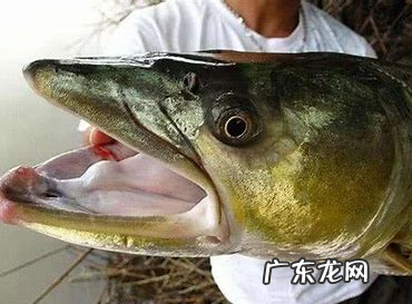 湘江里面有什么鱼,湘江边钓鱼多长钓竿最合适