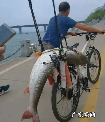 湘江里面有什么鱼,湘江边钓鱼多长钓竿最合适