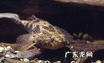 湘江里面有什么鱼,湘江边钓鱼多长钓竿最合适