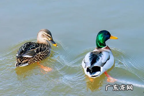 野鸭是几级保护动物,野鸭子是几级保护动物