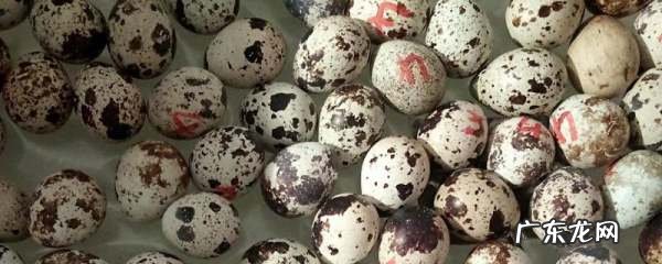 鹌鹑和鸽子的区别,鹌鹑和鸽子的区别