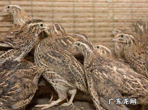 鹌鹑和鸽子的区别,鹌鹑和鸽子的区别