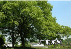 树的作用有什么,树的作用是什么 树有什么作用