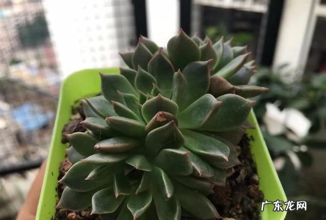 多肉拼命长高是怎么回事,为什么我的多肉老长高