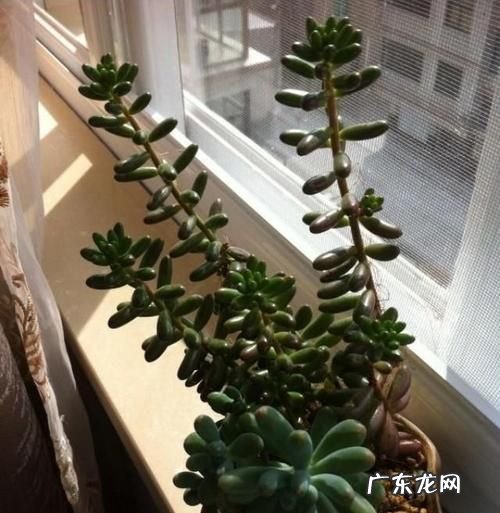 多肉拼命长高是怎么回事,为什么我的多肉老长高