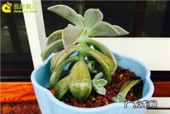 多肉拼命长高是怎么回事,为什么我的多肉老长高
