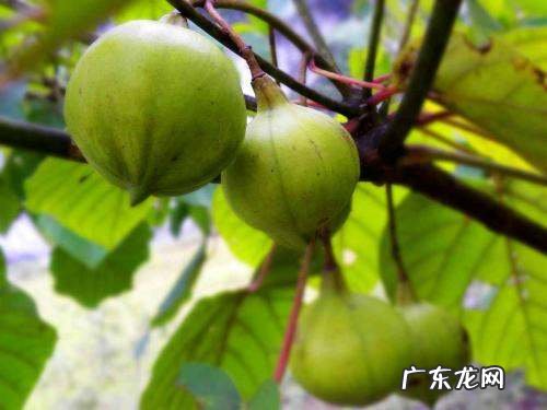 桐油的用途和使用方法,木工用桐油的作用和功效是什么