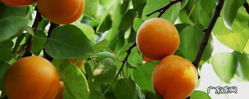 杏怎样放熟的快 杏可以放熟吗