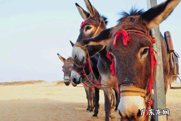 骡子的寿命一般是多少年,骡子的寿命一般多少年到多少年
