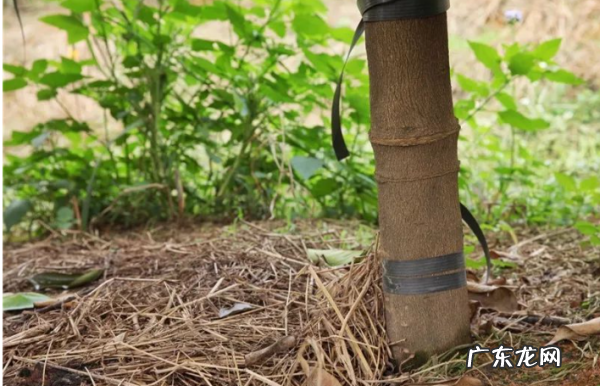 沃柑怎么剥皮,沃柑冻了怎么吃