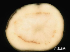 土豆里面有黑色条纹能吃,土豆里面有一圈黑线能吃