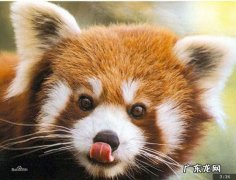 小熊猫是几级保护动物,小熊猫的保护级别要提高