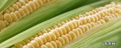 一颗玉米可以结几个玉米棒图片 一颗玉米可以结几个玉米棒