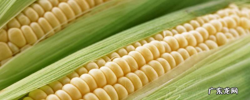 一颗玉米可以结几个玉米棒图片 一颗玉米可以结几个玉米棒