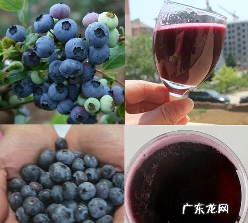 蓝莓酒的功效与作用,蓝莓酒的功效与作用及禁忌症