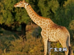 长颈鹿的介绍和特点,长颈鹿的特点和生活特征有哪些