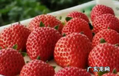 丹东草莓2月是反季水果,丹东草莓苗现在批多少一棵