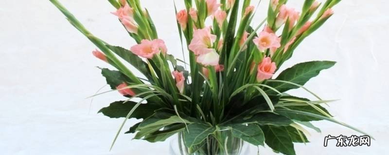 鲜花保鲜剂怎么用是当花瓶里还是喷在花上 鲜花保鲜剂怎么用