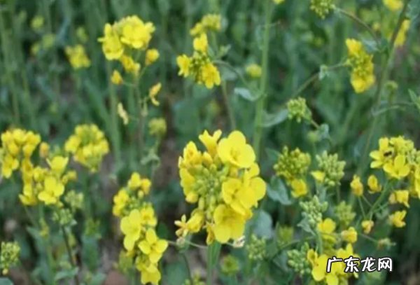 野生芥菜有几种,荠菜有几个品种