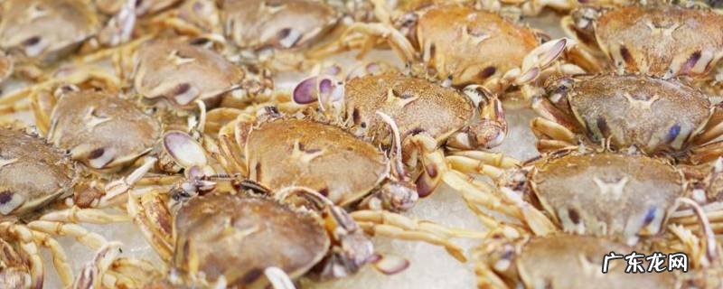 沙蟹怎么吃 中华沙蟹怎么吃