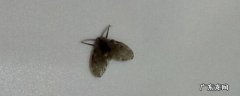 小蚊虫怎么去除 如何清除蚊子幼虫