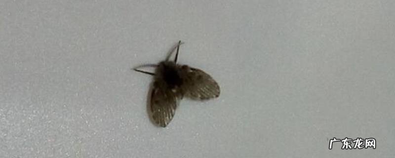 小蚊虫怎么去除 如何清除蚊子幼虫