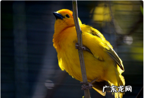 芙蓉鸟的拼音是什么,芙蓉鸟的读音是什么意思