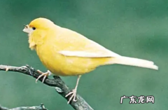 芙蓉鸟的拼音是什么,芙蓉鸟的读音是什么意思
