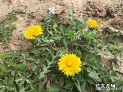 新鲜蒲公英怎么样制成蒲公英茶,农村野外有很多蒲公英怎么办