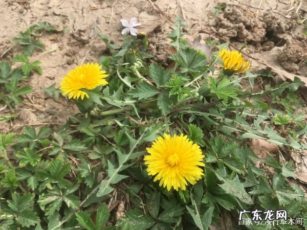 新鲜蒲公英怎么样制成蒲公英茶,农村野外有很多蒲公英怎么办