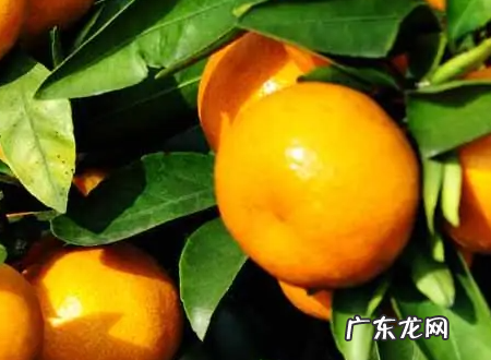 柑和橘怎么区分,柑和橘和橙子的区别是什么