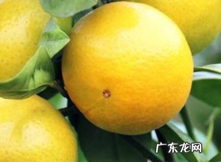 柑和橘怎么区分,柑和橘和橙子的区别是什么